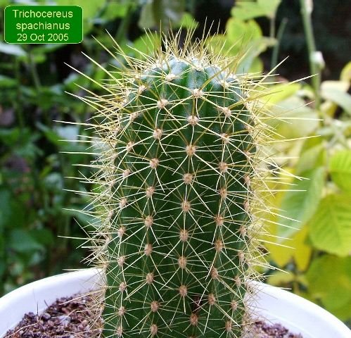 Trichocereus_ spachianus _(Echinopsis spachiana)_ 01